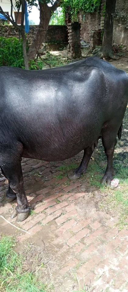 Murrah Buffalo M4700 in  UTTAR PRADESH