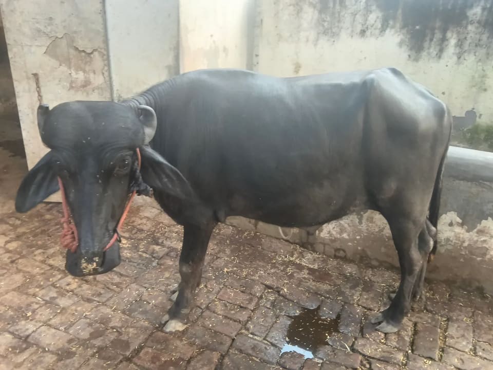 Desi Buffalo O0663 in  UTTAR PRADESH
