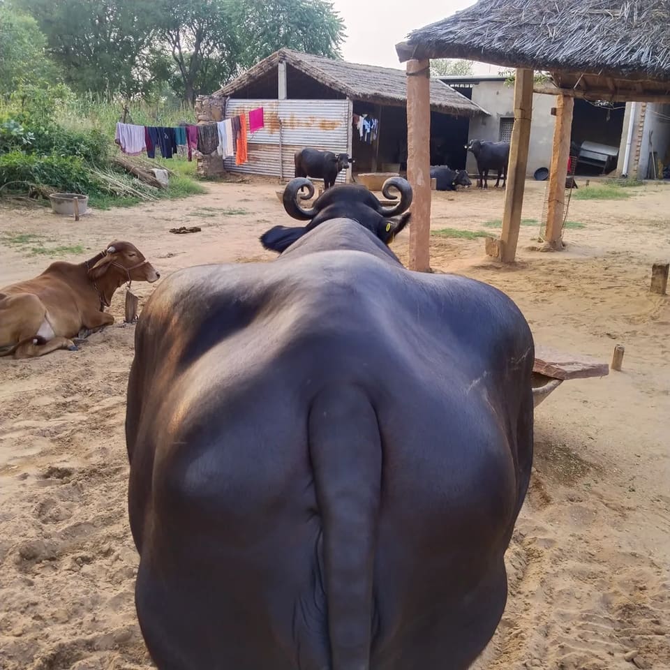 Murrah Buffalo in  RAJASTHAN