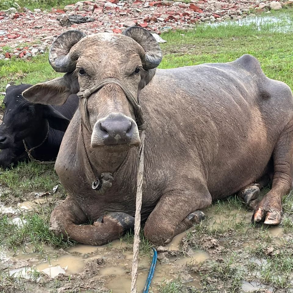 Murrah Buffalo in  JHARKHAND