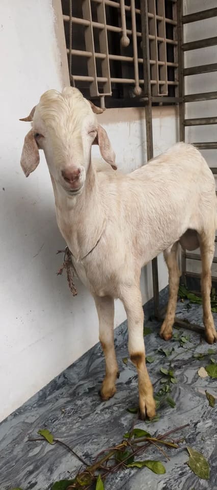 Gujri Goat in  MAHARASHTRA
