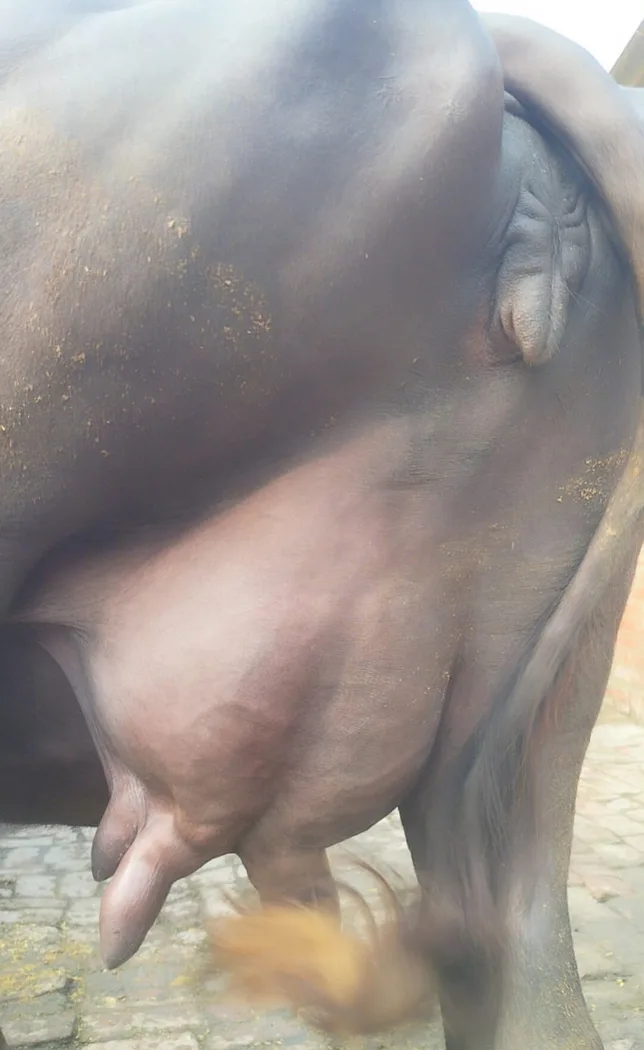 Murrah Buffalo in  UTTAR PRADESH