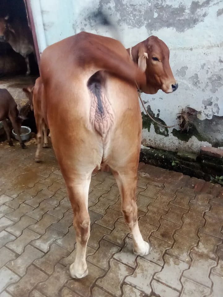 Sahiwal Cow in  UTTAR PRADESH