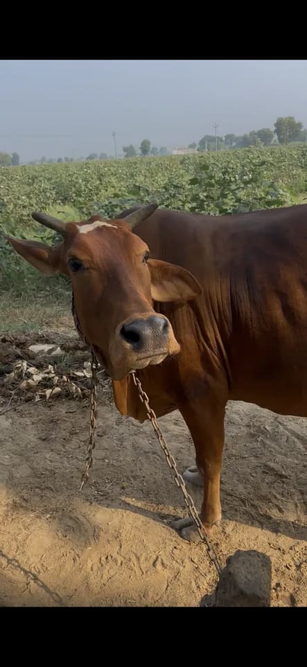 Gir Cow in  HARYANA