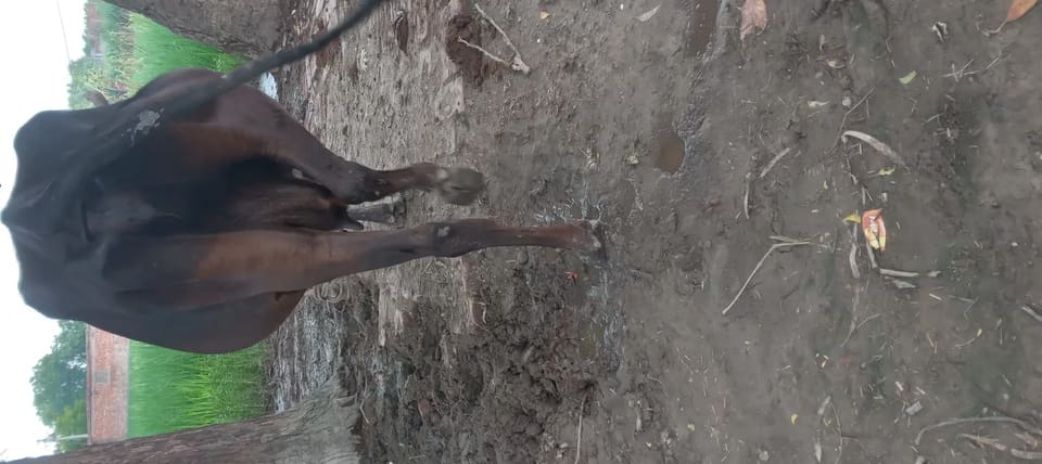 Jersey Cow in  UTTAR PRADESH
