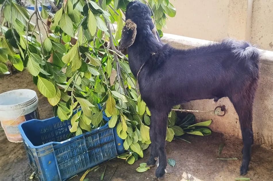 Indian Goat O0222 in  MAHARASHTRA