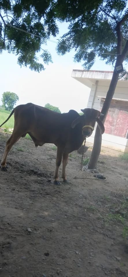 Gir Cow in  UTTAR PRADESH