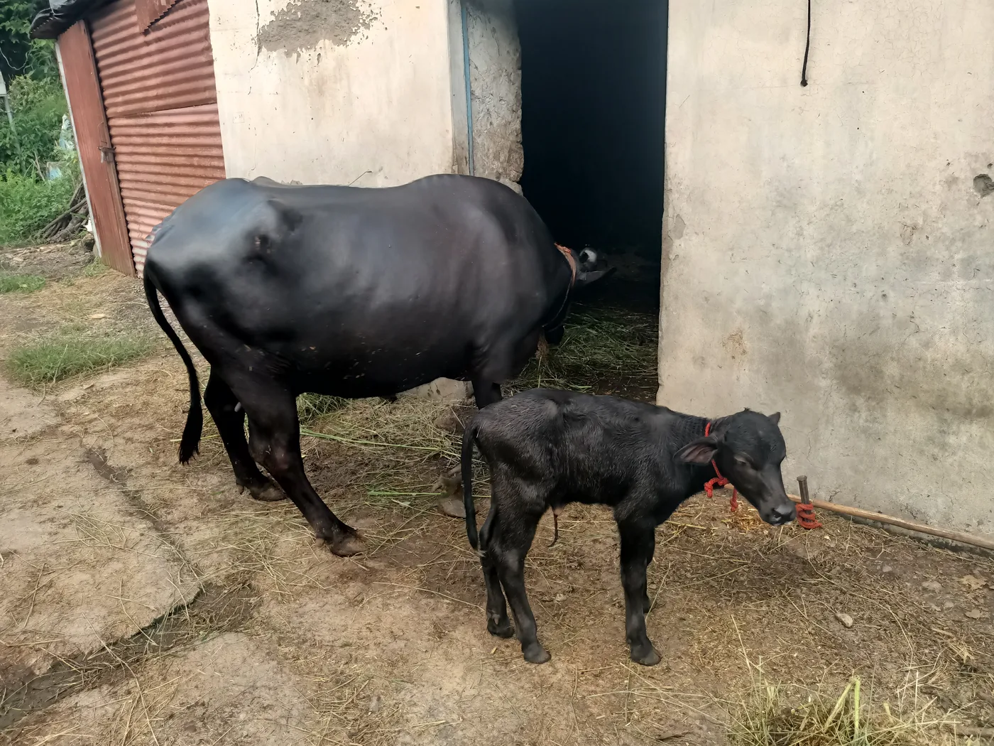 Others Buffalo in  HIMACHAL PRADESH