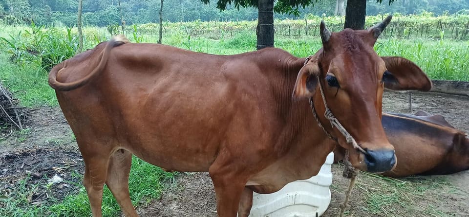 Sahiwal Cow in  UTTARAKHAND