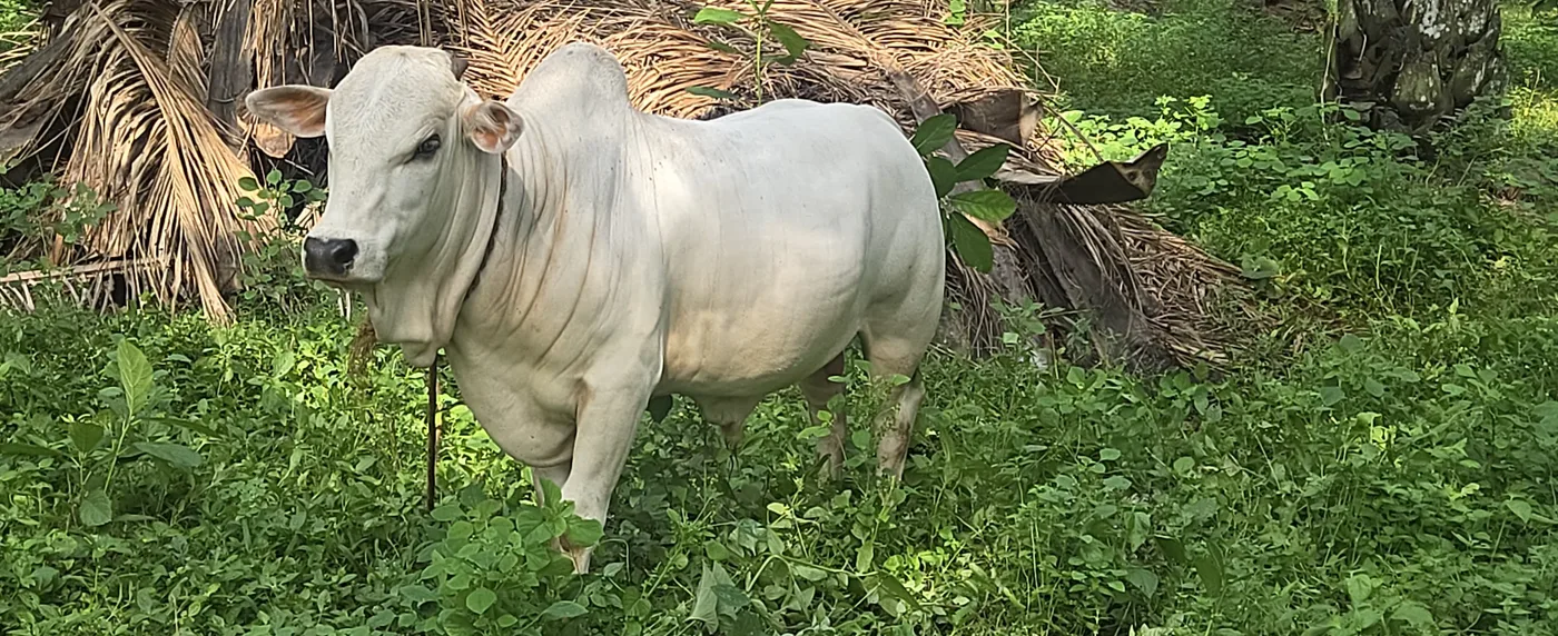 Punganur  Cow P0228 in  ANDHRA PRADESH