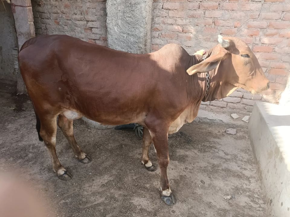 Sahiwal Cow S1987 in  RAJASTHAN