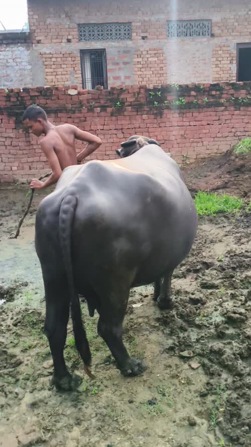 Surti Buffalo S0400 in  UTTAR PRADESH