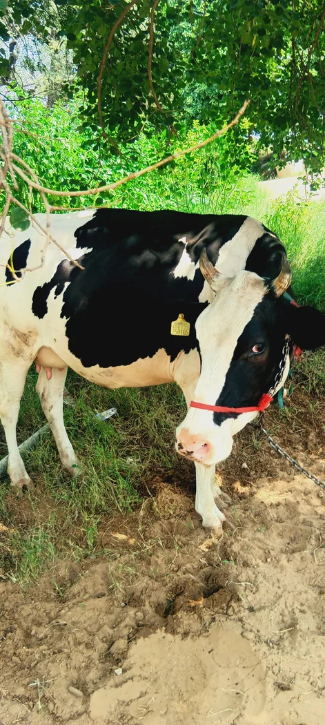 HF Cow H3211 in  RAJASTHAN