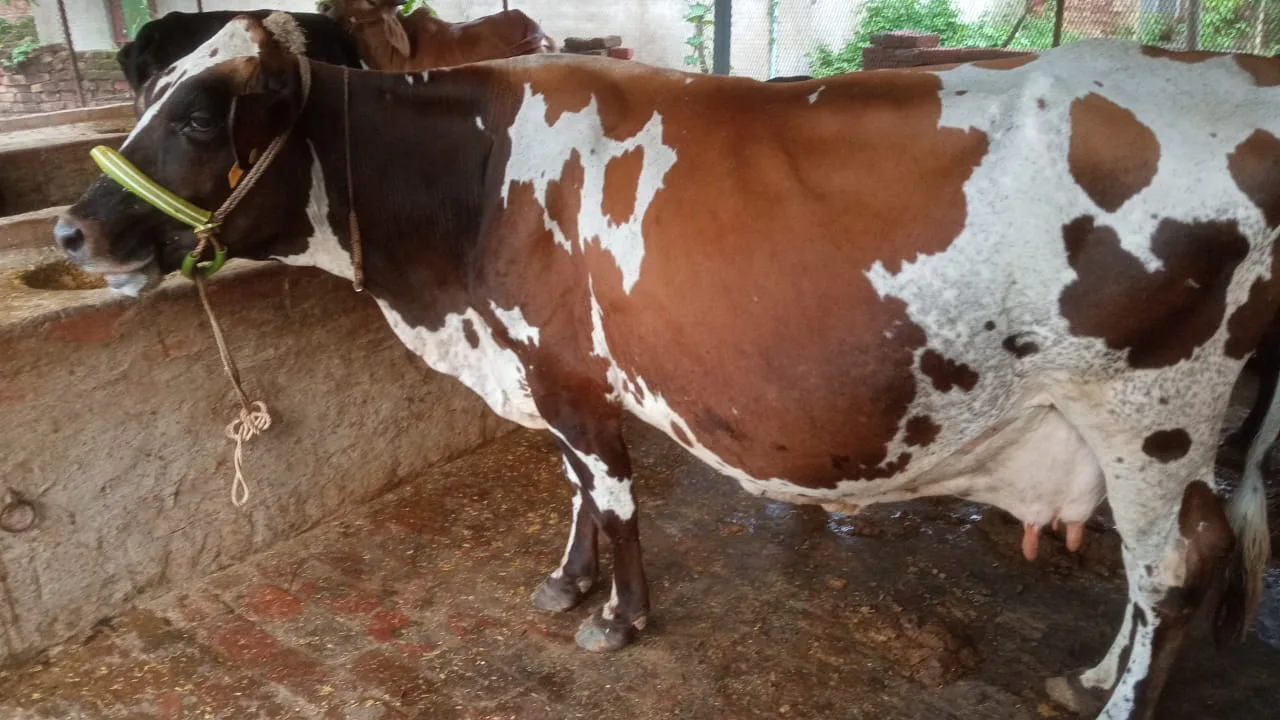 HF Cow H3101 in  UTTAR PRADESH