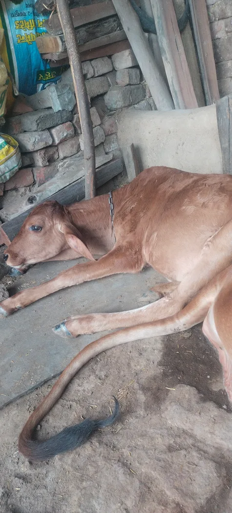 Sahiwal Cow in  HARYANA