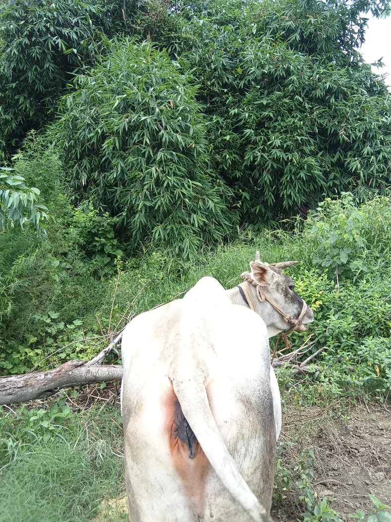 Tharparkar Heifer Cow T0300 in JAMMU AND KASHMIR