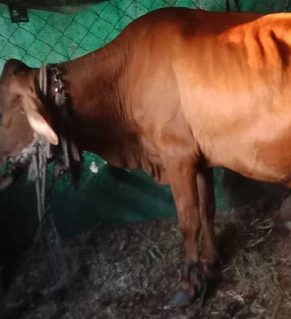 HF Cow in  GUJARAT