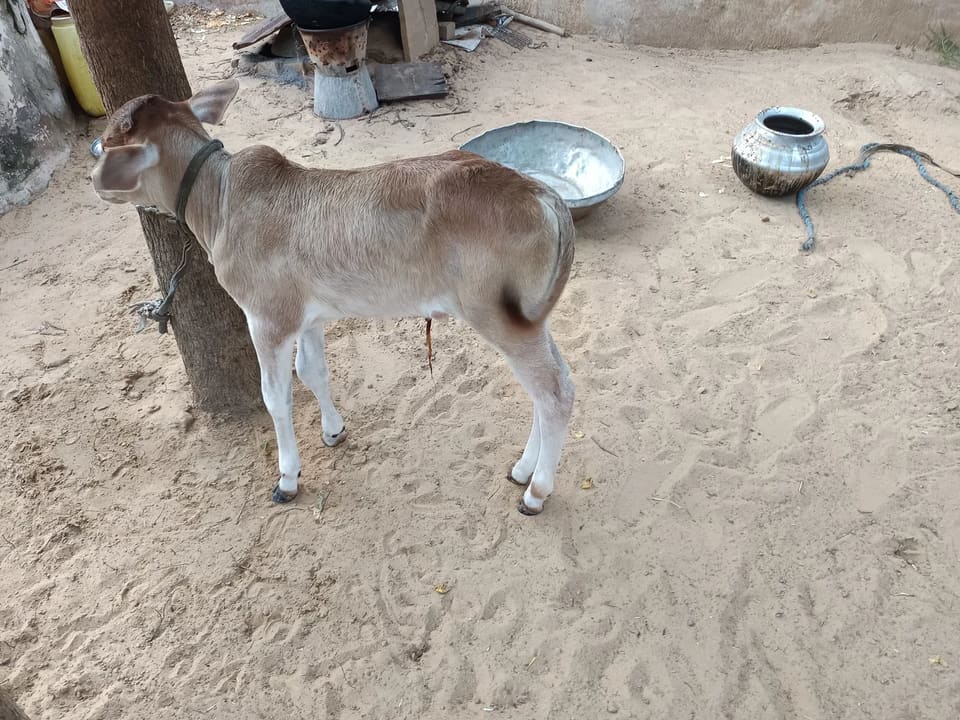 Others Cow in  RAJASTHAN