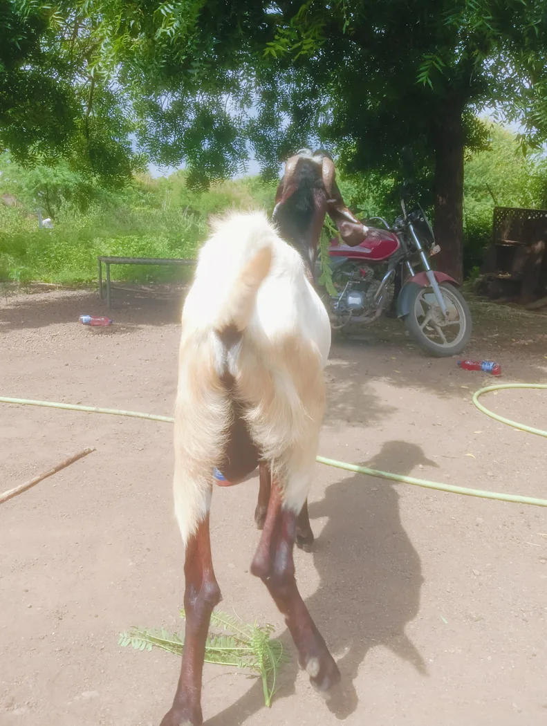 Beetal Goat in  MAHARASHTRA