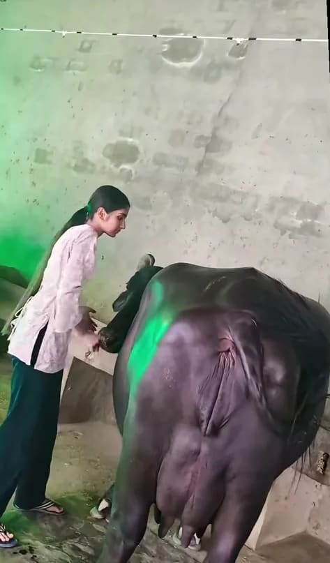 Murrah Buffalo in  MADHYA PRADESH