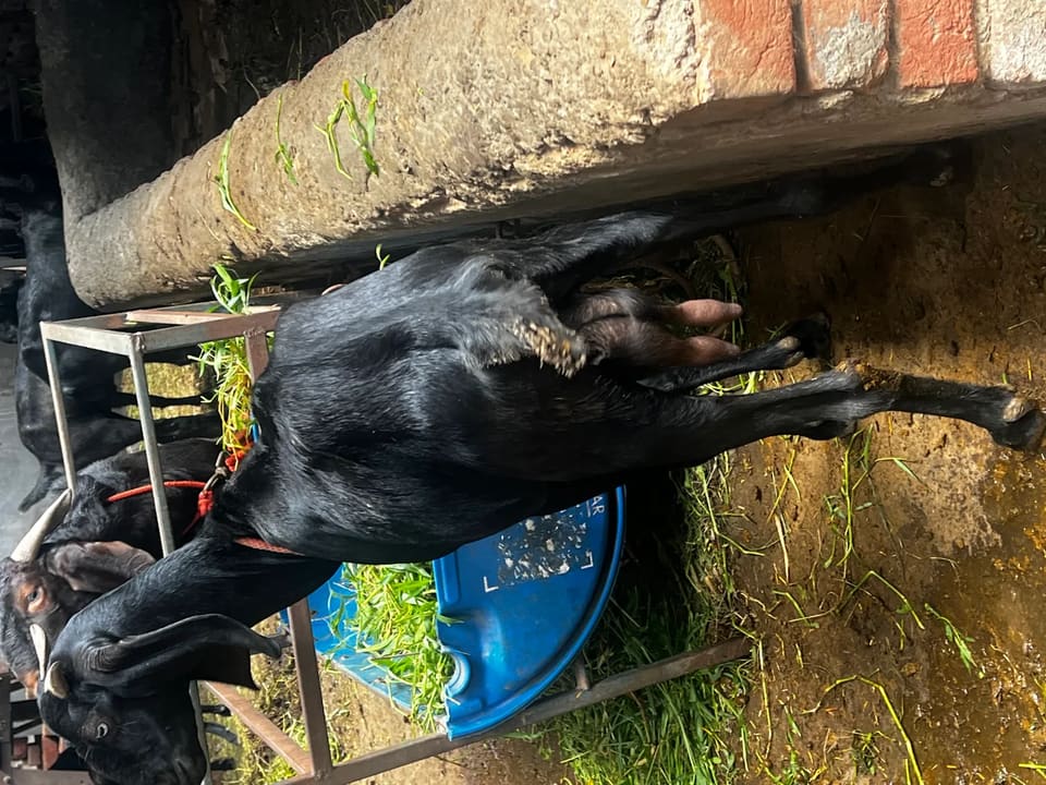 Beetal Goat in  PUNJAB