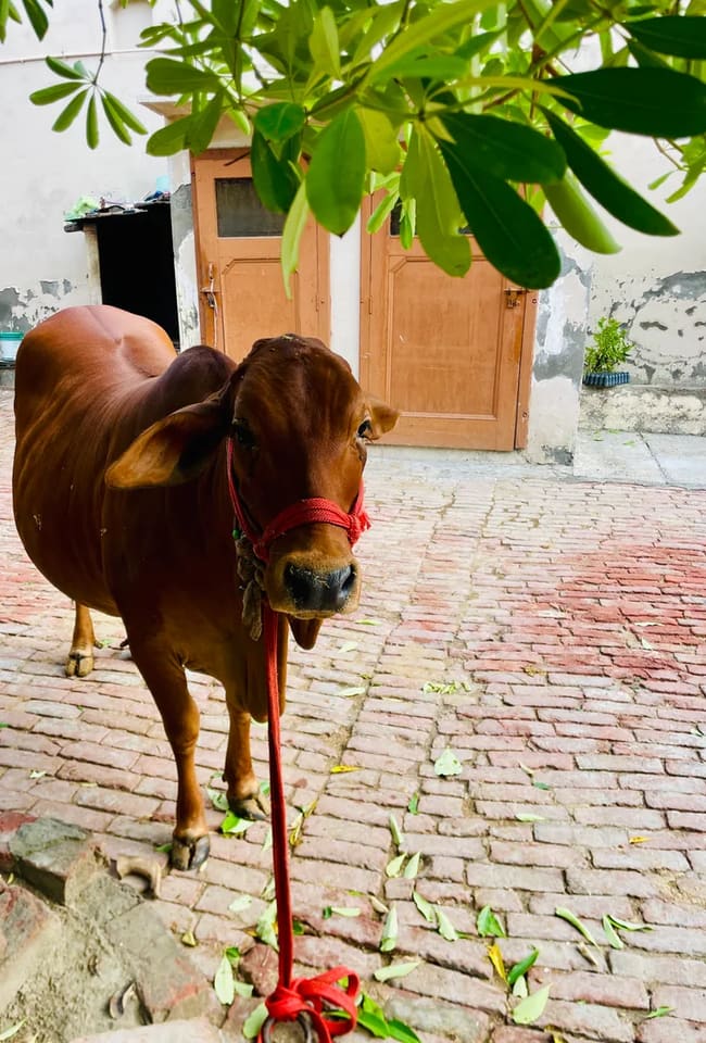 Sahiwal Cow in  NA