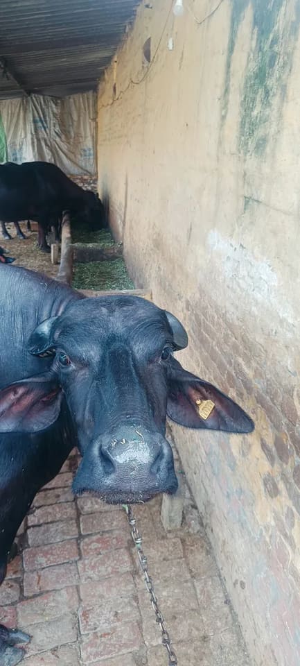 Murrah Buffalo in  UTTAR PRADESH