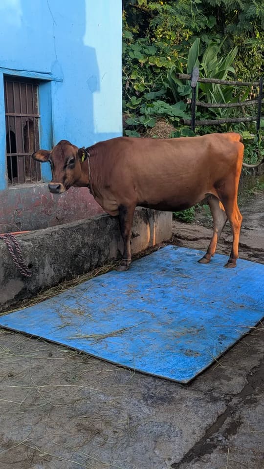 Jersey Cow in  HIMACHAL PRADESH