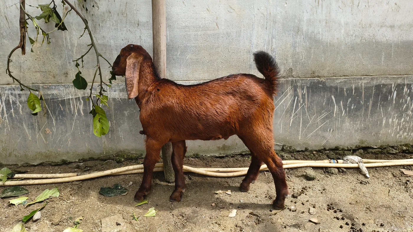 Beetal Goat in  ASSAM
