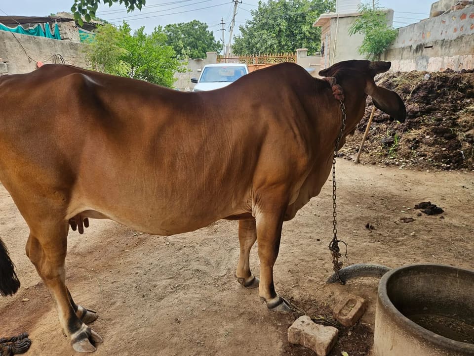 Gir Cow in  RAJASTHAN