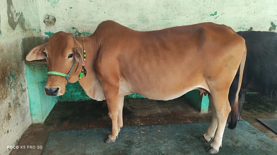 Sahiwal Cow S1937 in UTTAR PRADESH