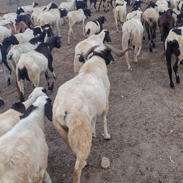 Sindhanoor Sheep in  ANDHRA PRADESH