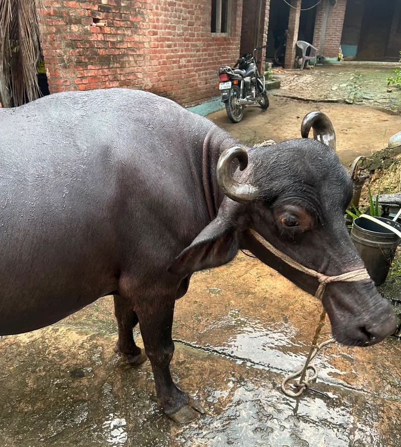 Murrah Buffalo M5038 in  UTTAR PRADESH