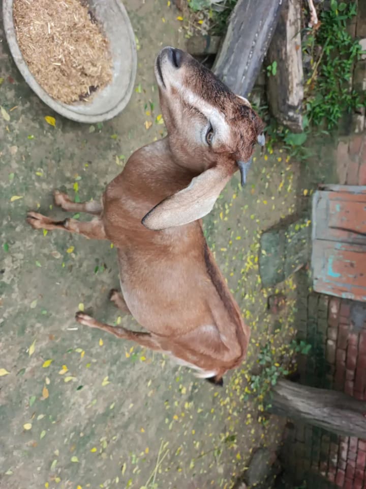 Barbari Goat B0510 in  UTTAR PRADESH