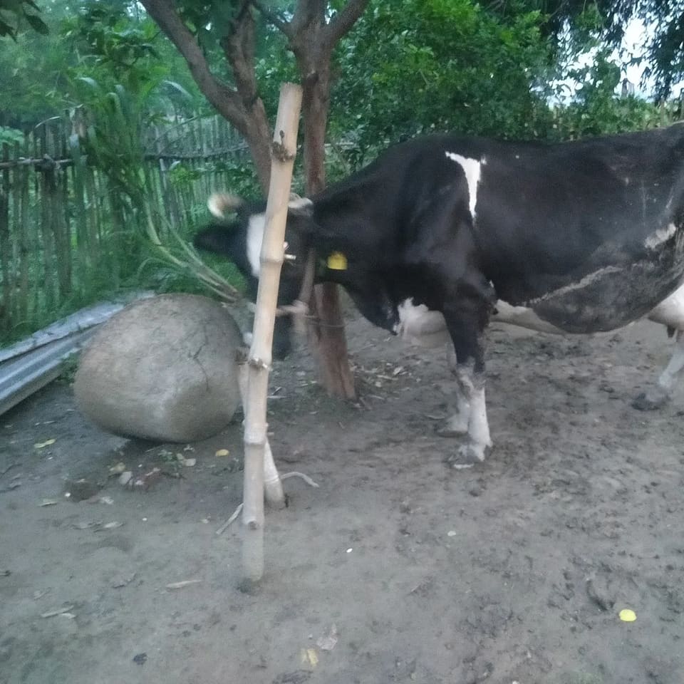 HF Cow in  BIHAR