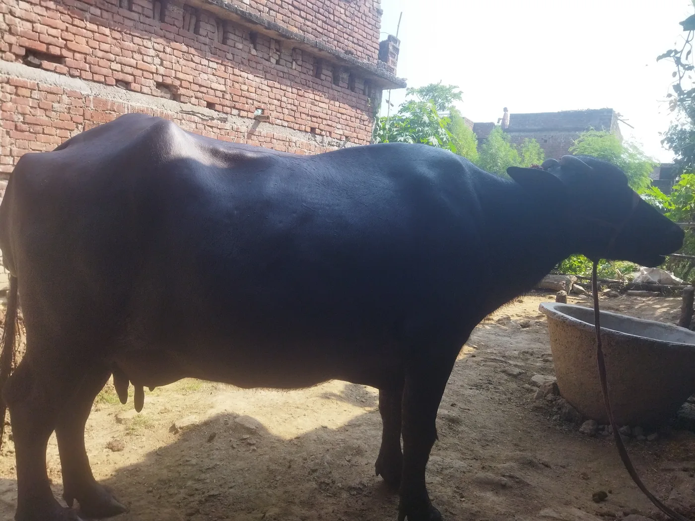 Murrah Buffalo O0812 in BIHAR