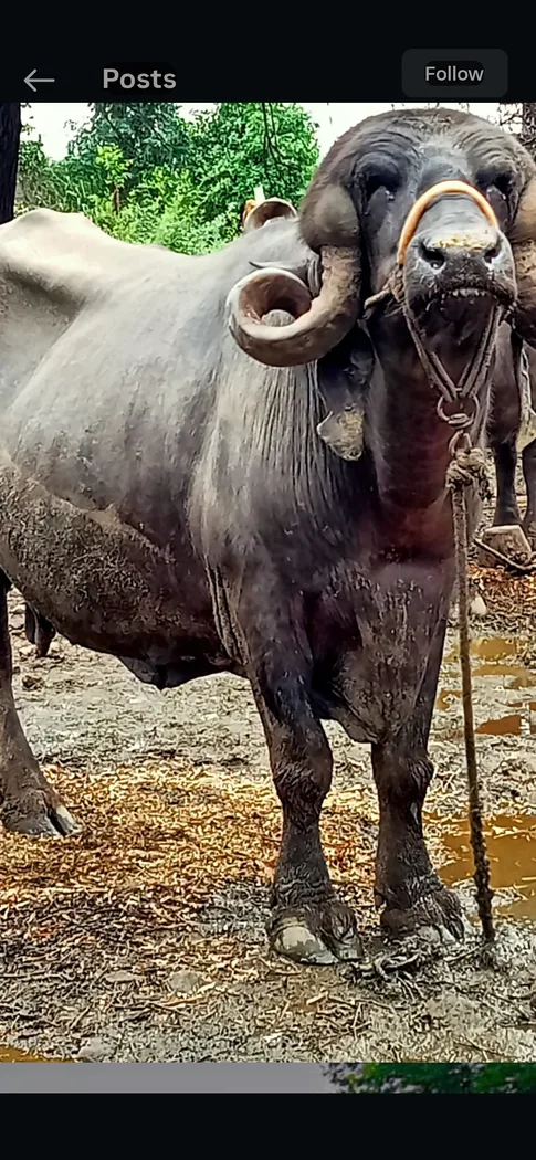 Jafarabadi Buffalo J0435 in GUJARAT