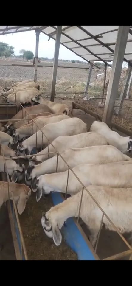 Neelore  Jodipi Sheep N0175 in  TAMIL NADU