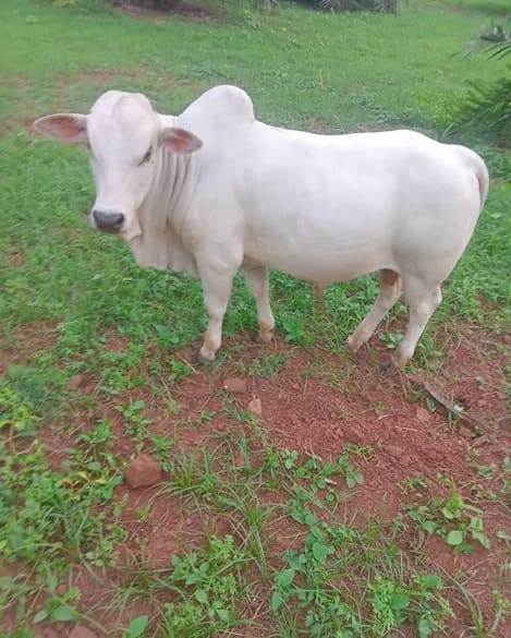 Punganur  Cow in  ANDHRA PRADESH