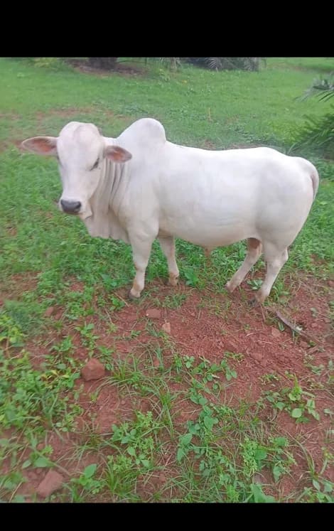 Punganur  Cow in  ANDHRA PRADESH