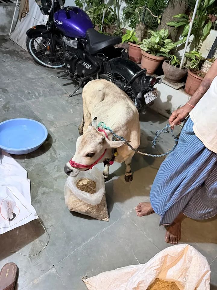 Punganur  Cow in  MAHARASHTRA