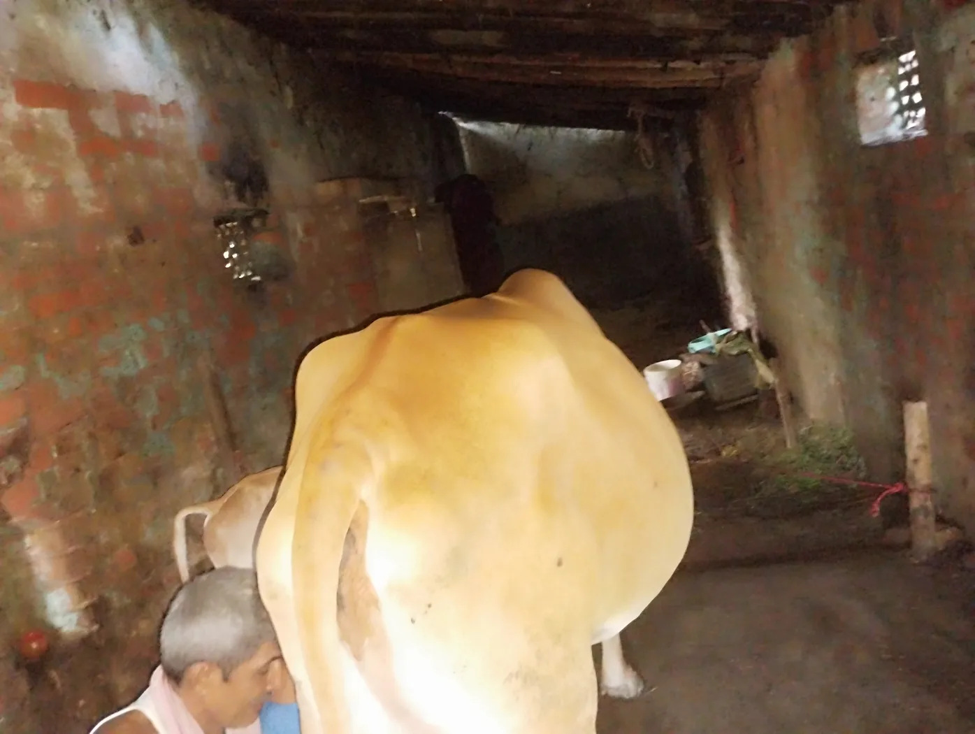 Sahiwal Cow in  BIHAR