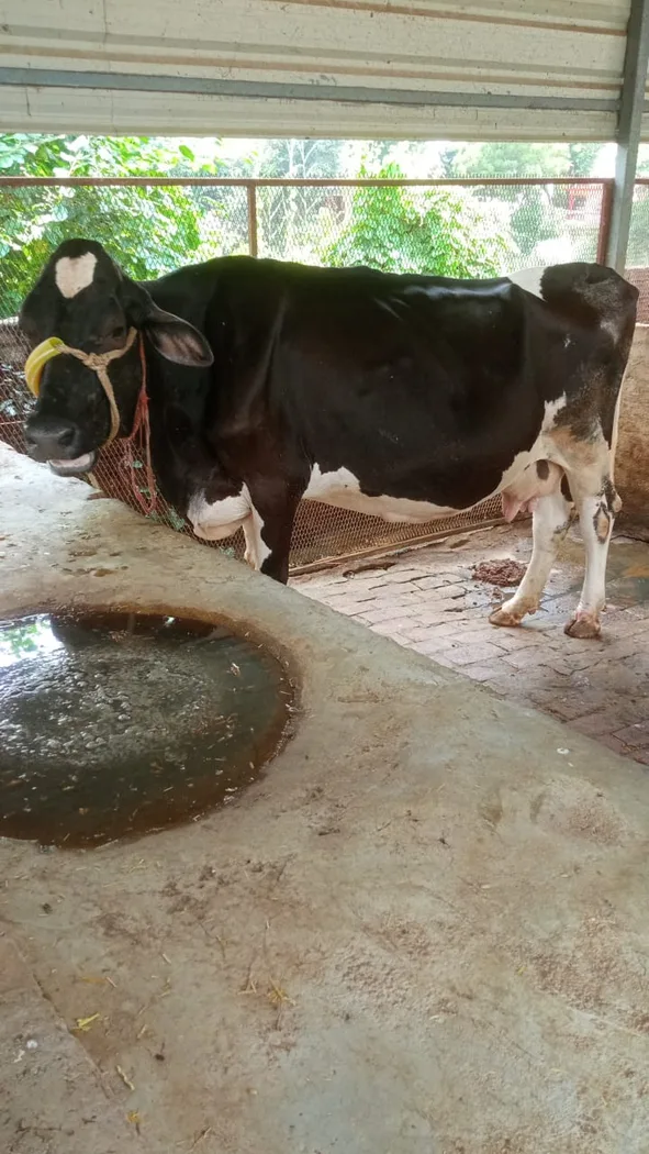HF Cow H3100 in  UTTAR PRADESH