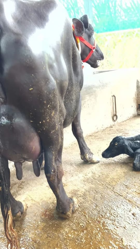 Murrah Buffalo in  MAHARASHTRA