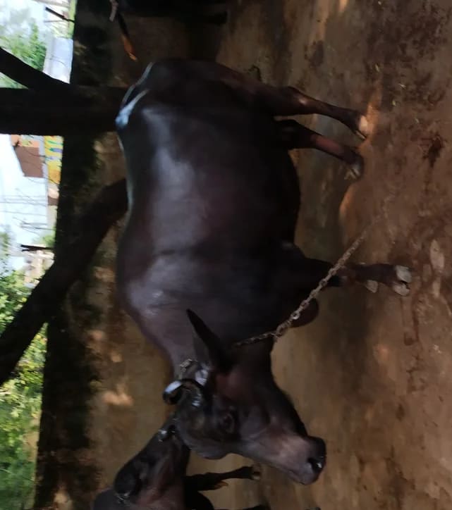 Others Buffalo in  UTTAR PRADESH