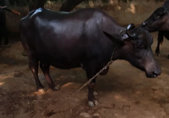 Others Buffalo in  UTTAR PRADESH