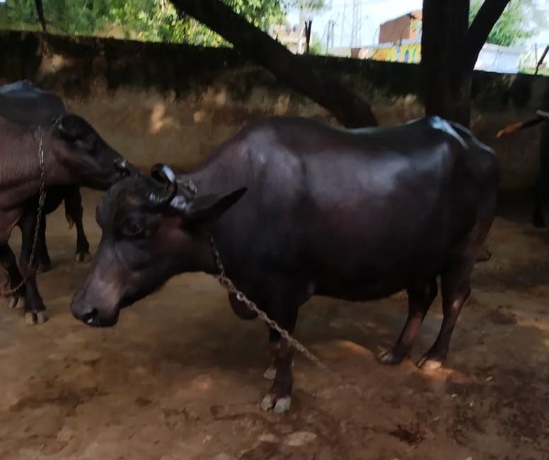 Others Buffalo in  UTTAR PRADESH