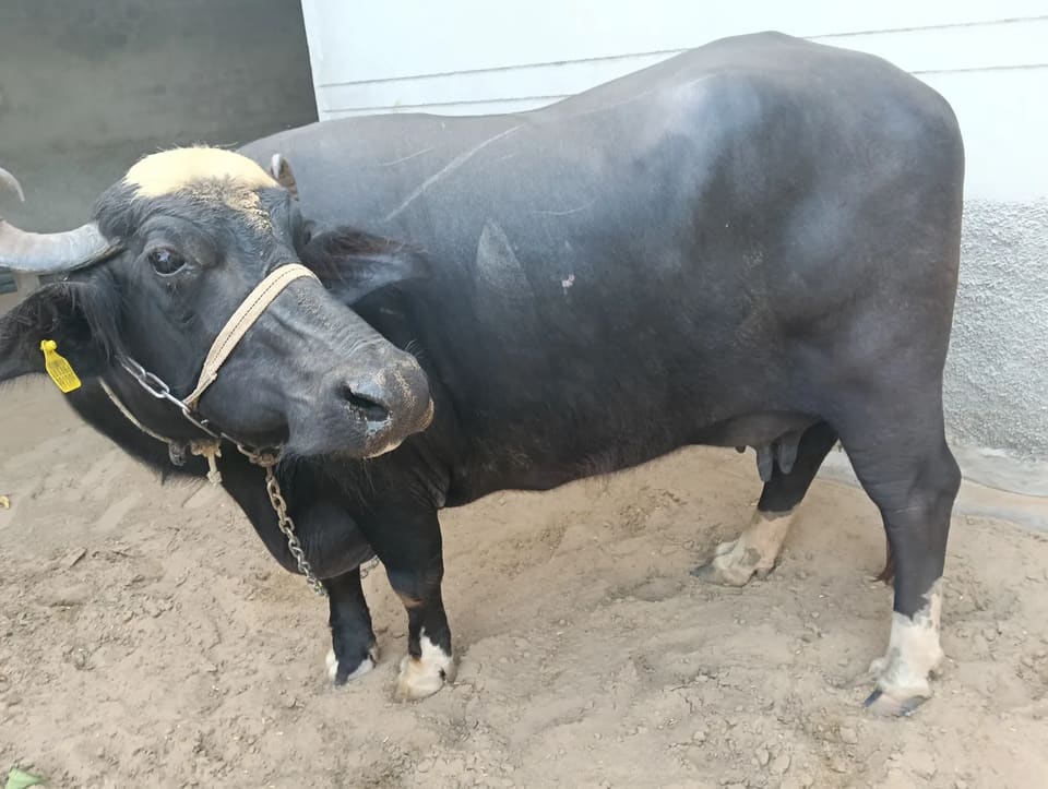 Panchmukhi Buffalo O0652 in  RAJASTHAN