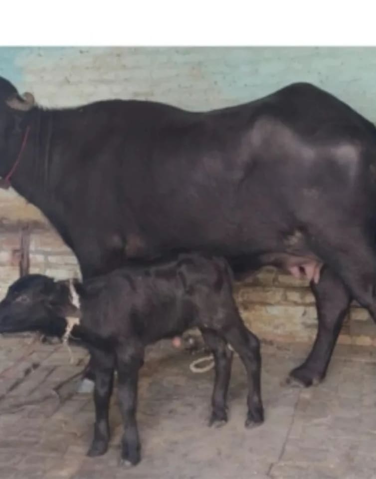Others Buffalo in  HARYANA