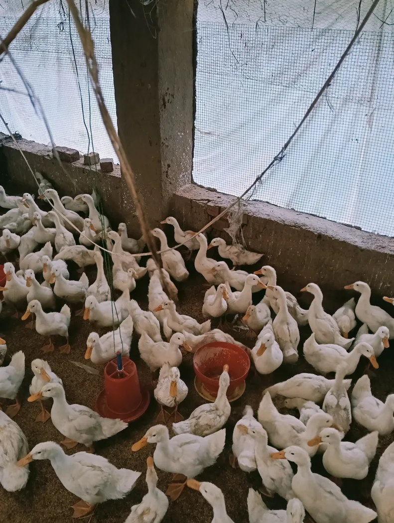 Pekin Duck O0888 in  CHHATTISGARH